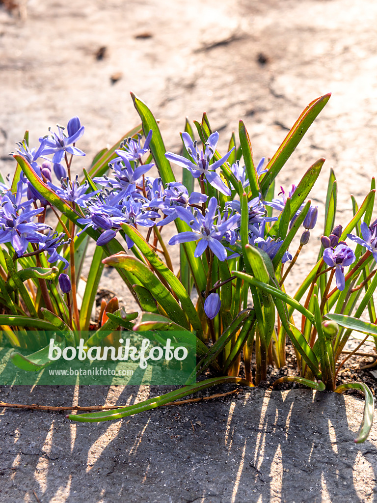 436083 - Zweiblättriger Blaustern (Scilla bifolia)