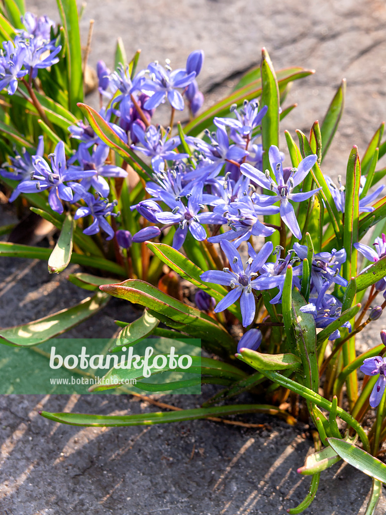 436084 - Zweiblättriger Blaustern (Scilla bifolia)