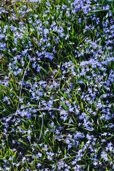 470100 - Zweiblättriger Blaustern (Scilla bifolia)