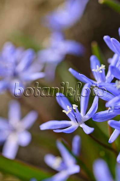 494143 - Zweiblättriger Blaustern (Scilla bifolia)