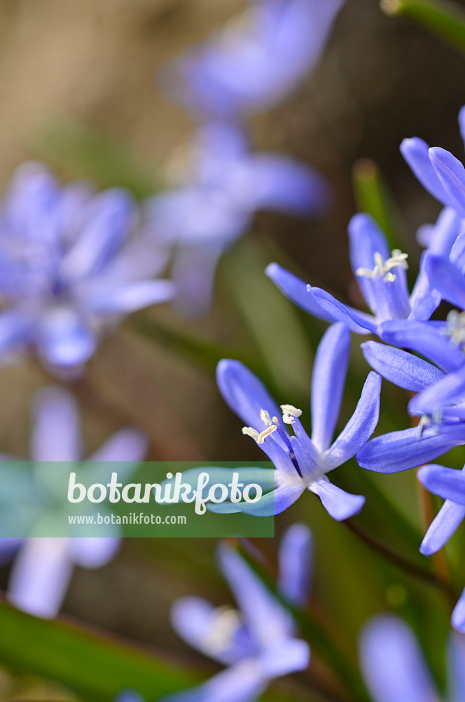 494143 - Zweiblättriger Blaustern (Scilla bifolia)