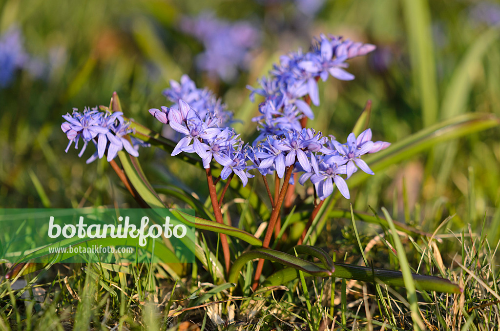 554048 - Zweiblättriger Blaustern (Scilla bifolia)