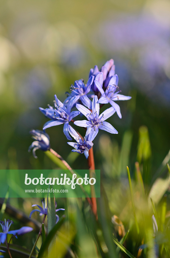 554049 - Zweiblättriger Blaustern (Scilla bifolia)