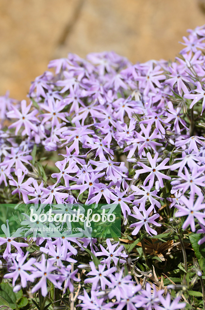 508344 - Zweispaltiger Phlox (Phlox bifida 'Betty Blake')