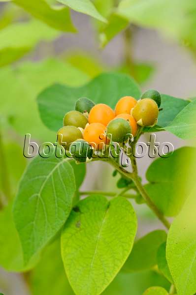 525031 - Zwergbaumtomate (Solanum abutiloides)