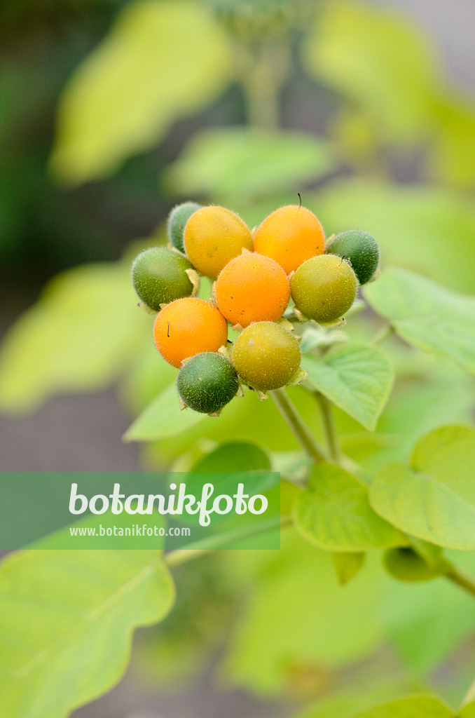 525032 - Zwergbaumtomate (Solanum abutiloides)