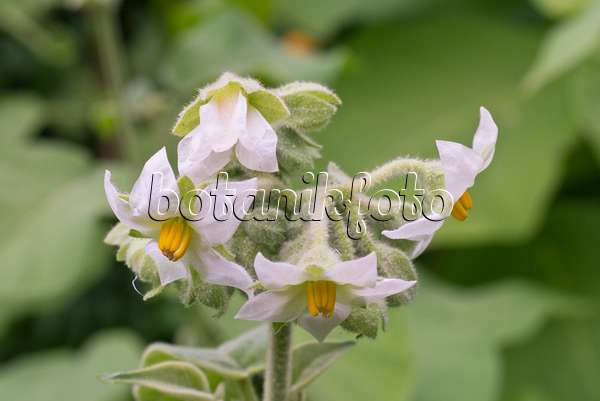 573088 - Zwergbaumtomate (Solanum abutiloides)