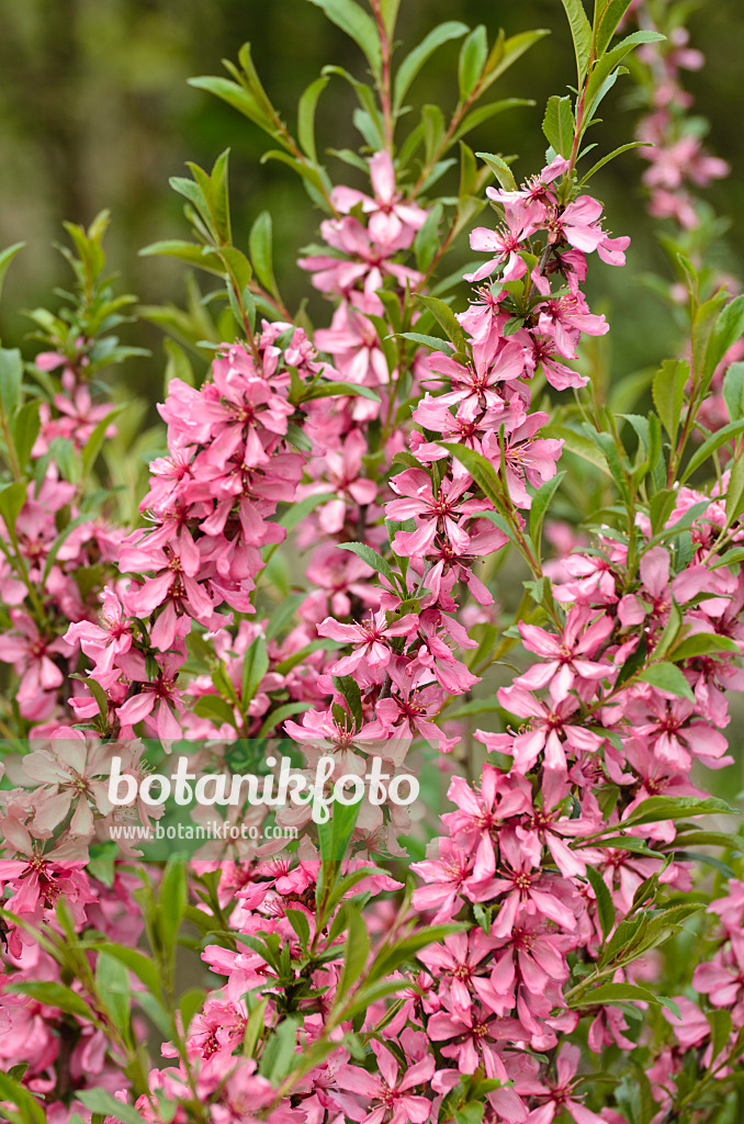 495167 - Zwergmandelbäumchen (Prunus tenella)