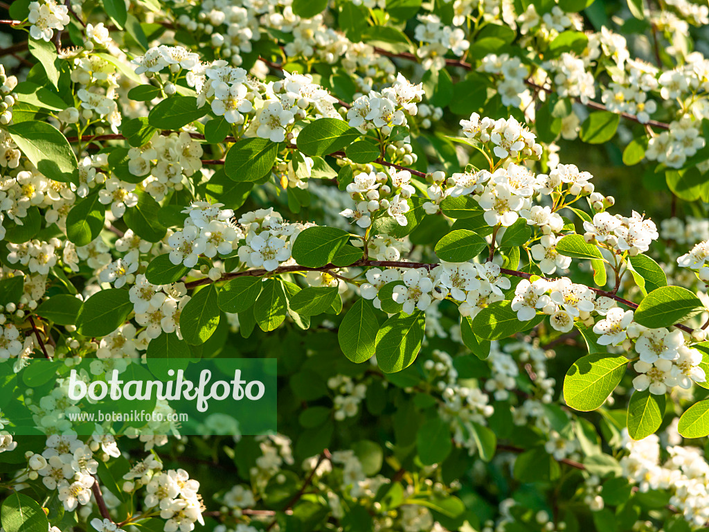 448067 - Zwergmispel (Cotoneaster boreali-chinensis)