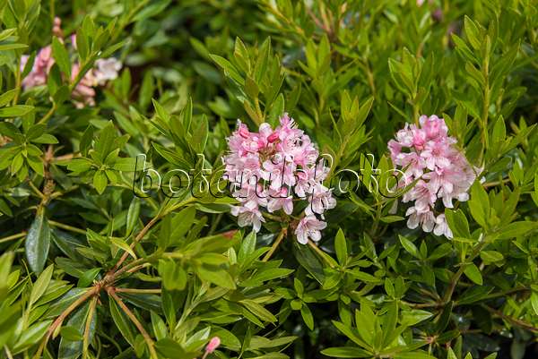 638299 - Zwergrhododendron (Rhododendron micranthum 'Bloombux')