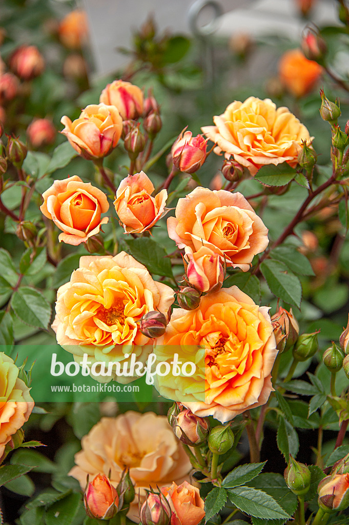 616335 - Zwergrose (Rosa Apricot Clementine)