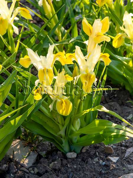 424139 - Zwergschwertlilie (Iris bucharica)