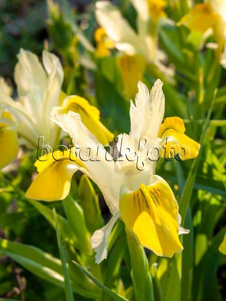424140 - Zwergschwertlilie (Iris bucharica)