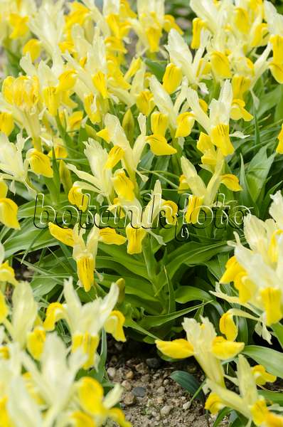 495166 - Zwergschwertlilie (Iris bucharica)