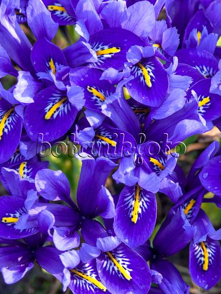 436085 - Zwergschwertlilie (Iris reticulata)