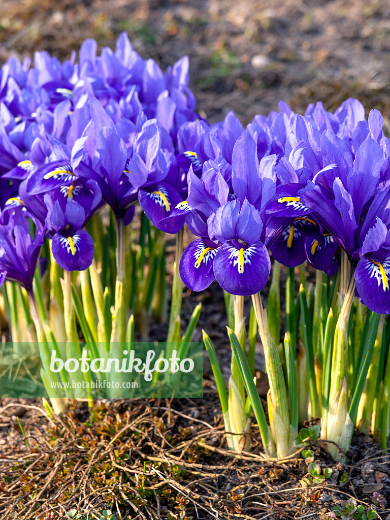 436086 - Zwergschwertlilie (Iris reticulata)