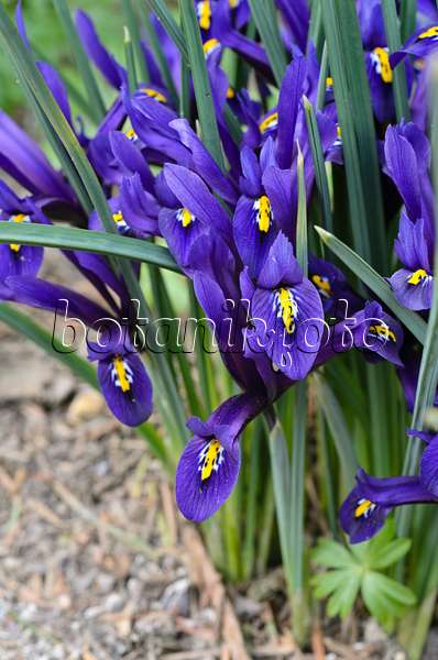 494138 - Zwergschwertlilie (Iris reticulata)