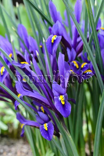 494139 - Zwergschwertlilie (Iris reticulata)