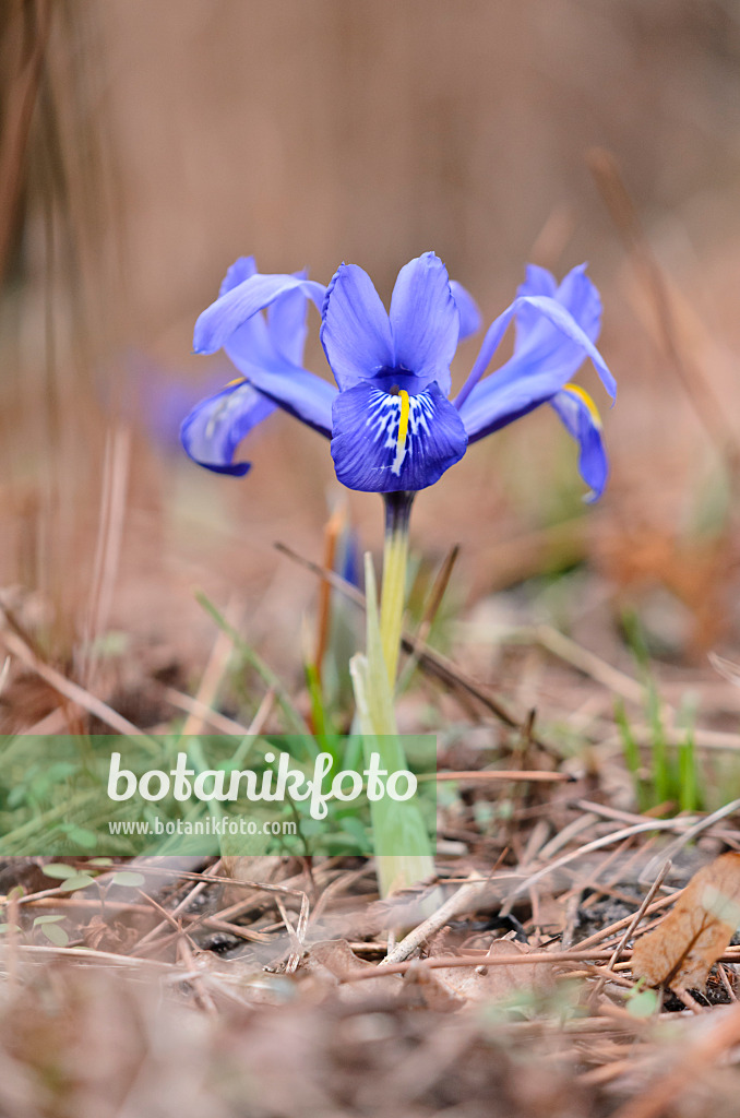 529069 - Zwergschwertlilie (Iris reticulata)