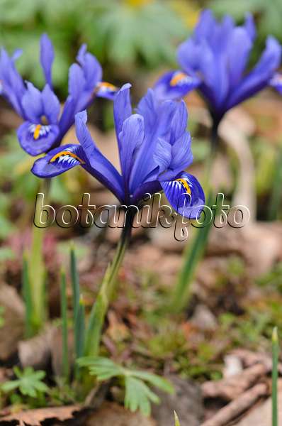 530014 - Zwergschwertlilie (Iris reticulata)
