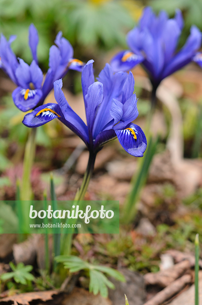 530014 - Zwergschwertlilie (Iris reticulata)