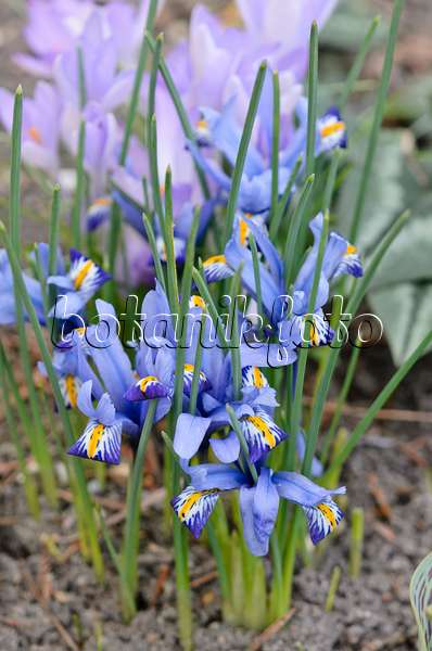 542013 - Zwergschwertlilie (Iris reticulata 'Gordon')