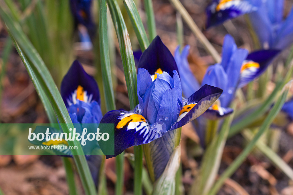 601004 - Zwergschwertlilie (Iris reticulata 'Gordon')