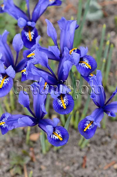 542012 - Zwergschwertlilie (Iris reticulata 'Harmony')