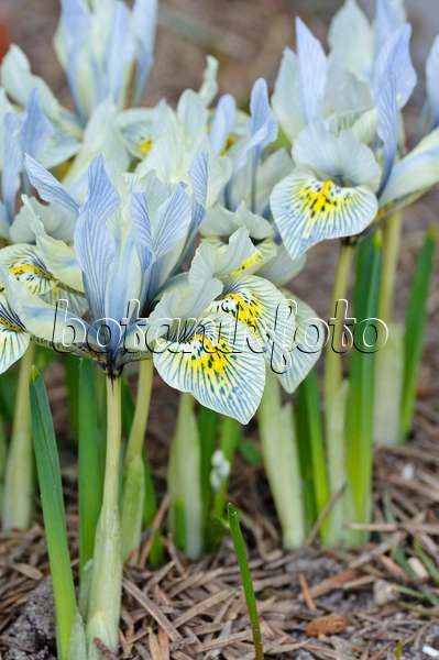 470049 - Zwergschwertlilie (Iris reticulata 'Katharine Hodgkin')