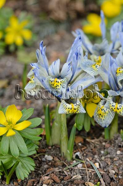 529164 - Zwergschwertlilie (Iris reticulata 'Katharine Hodgkin')