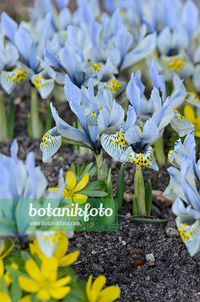 529169 - Zwergschwertlilie (Iris reticulata 'Katharine Hodgkin')