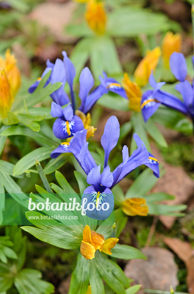 530015 - Zwergschwertlilie (Iris reticulata) und Winterling (Eranthis hyemalis)