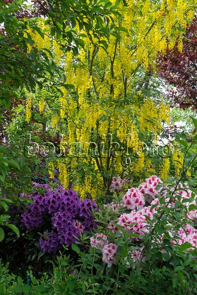 556143 - (laburnums) (Laburnum) and rhododendrons (Rhododendron)