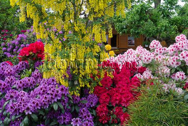 556145 - (laburnums) (Laburnum) and rhododendrons (Rhododendron)