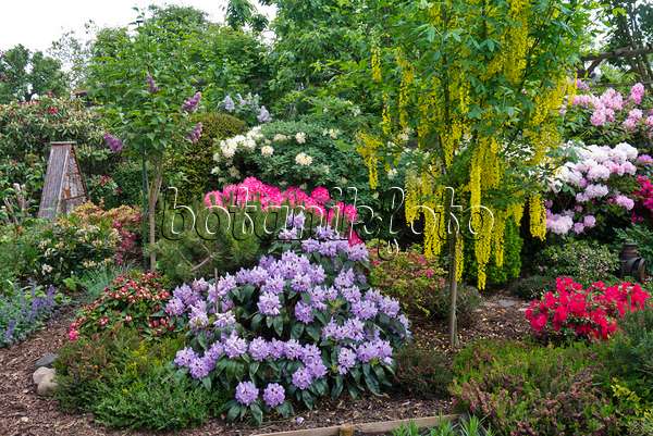 556147 - (laburnums) (Laburnum) and rhododendrons (Rhododendron)