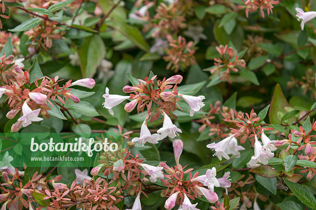 625099 - Abélia à grandes fleurs (Abelia x grandiflora)