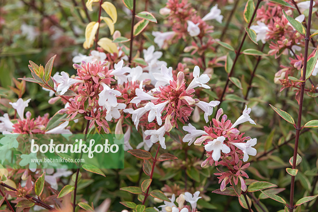 635001 - Abélia à grandes fleurs (Abelia x grandiflora 'Sarabande')