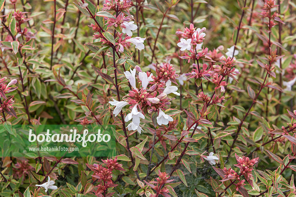 635002 - Abélia à grandes fleurs (Abelia x grandiflora 'Sarabande')