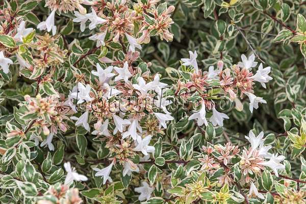 635005 - Abélia à grandes fleurs (Abelia x grandiflora 'Bella Donna')