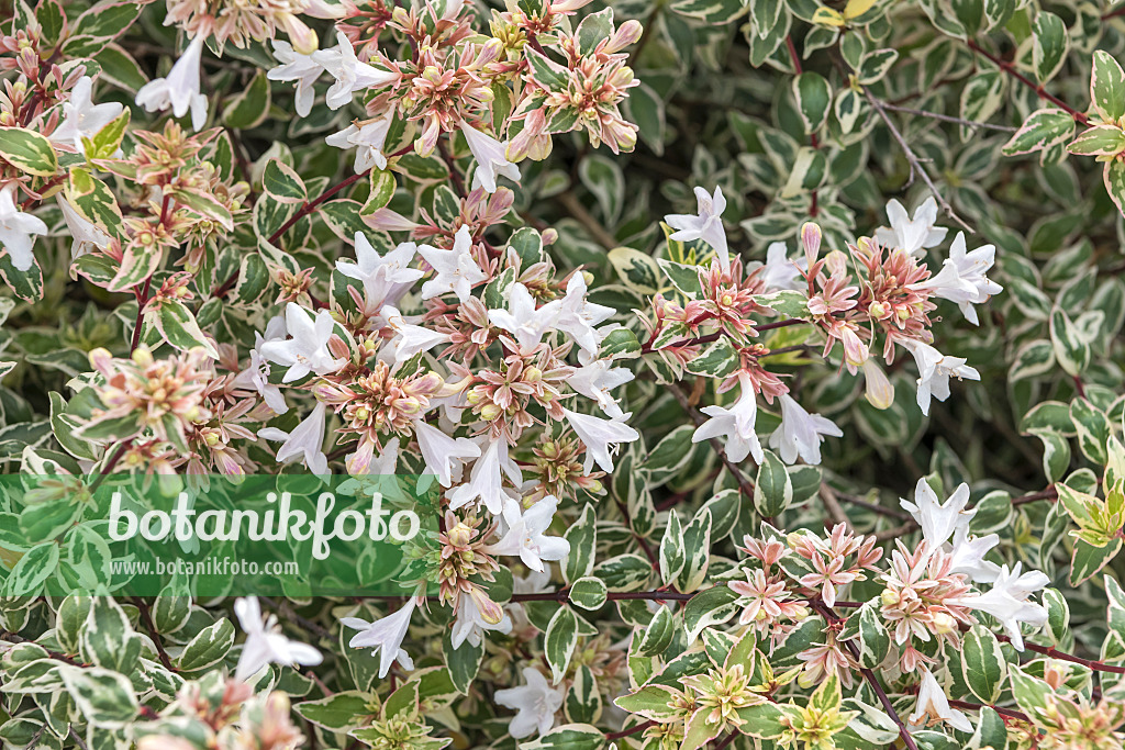 635005 - Abélia à grandes fleurs (Abelia x grandiflora 'Bella Donna')