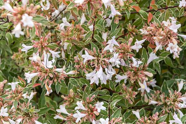 635006 - Abélia à grandes fleurs (Abelia x grandiflora 'Lucky Lots')