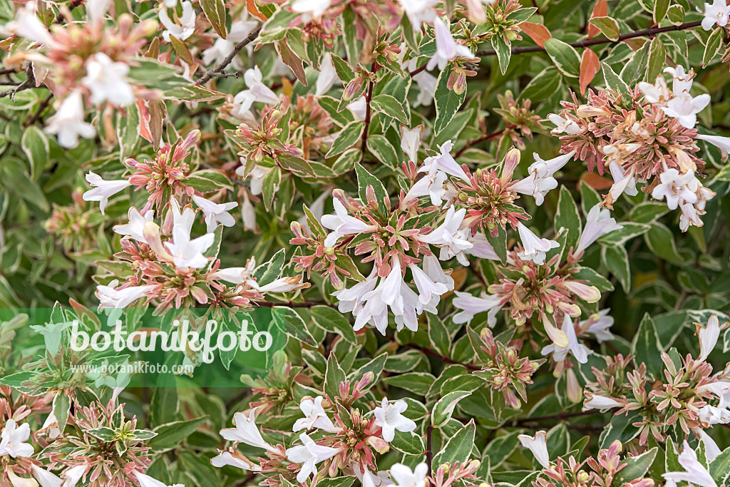 635006 - Abélia à grandes fleurs (Abelia x grandiflora 'Lucky Lots')