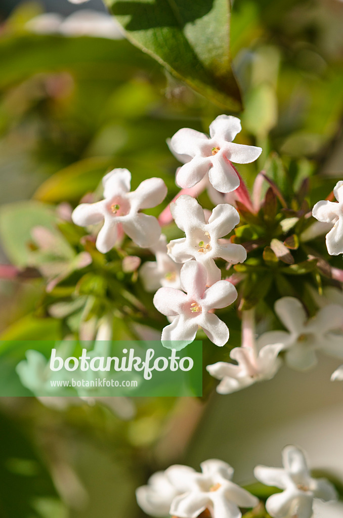 521040 - Abélia parfumé (Abelia mosanensis)