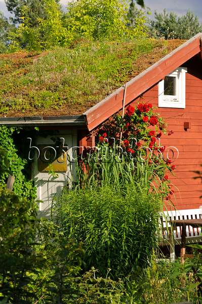 473298 - Abri de jardin avec toit vert dans un jardin naturel