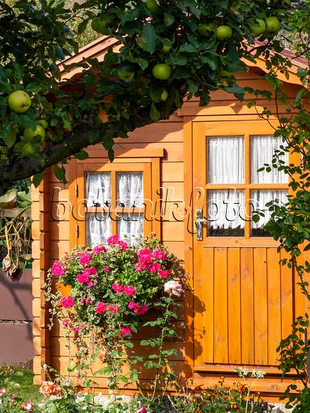 477124 - Abri de jardin en lattes de bois de couleur ocre avec balconnière fleurie et rideaux de dentelle blanche derrière les fenêtres