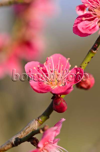 530023 - Abricotier du Japon (Prunus mume)