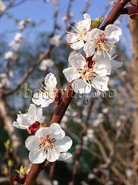 400094 - Abricotier (Prunus armeniaca)
