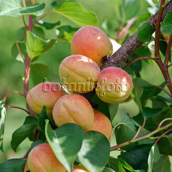 454046 - Abricotier (Prunus armeniaca 'Bergeron')