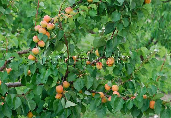 471438 - Abricotier (Prunus armeniaca 'Bergeron')