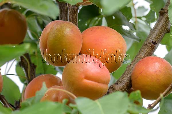 575212 - Abricotier (Prunus armeniaca 'Bergeron')